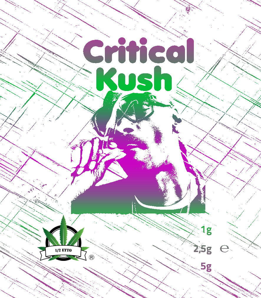 critical kush mezzetto h24 critical kush mezzetto h24